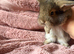 2 gergous baby’s looking for there forever home