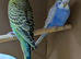 Beautiful Healthy Baby Budgies