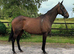 Sweet, safe 11yo 16.1h Irish TB mare RORE