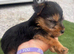 Georgous 9 week old miniature Yorkshire terrier