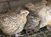 Golden quails