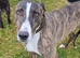 Male lurcher NI