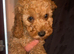 Fox Red Cavapoo Puppy&rsquo;s