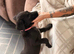 Labrador puppies
