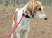 Looking for a Female Cocker Spaniel x Saluki Puppy