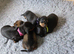 Beautiful Dachshund Puppies