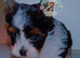 Stunning Yorkshire & Biewer Terrier Puppies from Licensed Breeder