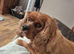 Looking new home due to owners illness that has made it impossible for her to keep her