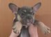 Kc registered French bulldogs