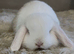 Stunning litter of mini lop bunnies looking for loving homes.