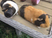 Here are my 2 female guinea pigs &pound;30 each