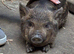 Kune Kune Girls and Boys Ready To Leave 5th September at 9 weeks old :)