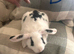 Ready to go now. Three mini lion lops