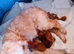 Adorable full DNA tested Cockerpoo puppies