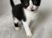 8 week old kittens 2 left
