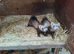 Ferret micro kits...............this years burn may