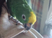 Male yellow crested amazon for sale