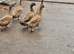 Kahkai Campbell ducks
