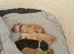Beautiful puppies