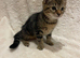 Beautiful Fluffy Kittens *READY NOW*