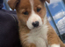 Beautiful Collie x Labrador for sale