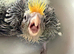 Baby cocktail
