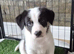 Beardie Border x collie pups ready to leave mum 15th July