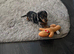I have boys and girls silver dapple dachshunds