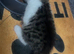 4 kittens for sale 2 boys 2 girls