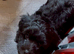 Stunning Black Maltipoo Puppies DNA Health Tested Clear Parents
