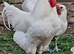 La Bresse de Gallouise - Hatching Eggs only