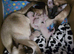 Beautiful pure siamese kittens
