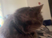 Missing grey fluffy cat