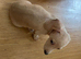 Dachshund puppies for sale