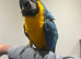Handreared Stunning Baby Blue & gold Macaw Parrot,12