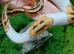 Baby Emoji Pied Royal Python