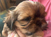 Beautiful Shih Tzu puppies