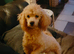Cavapoo Young Adults  Female and Male, Apricot and Red Super Affectionate Both.