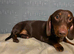 Male 2 year old dachshund