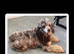Cockerpoo puppies