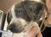 Beautiful blue-eyed Dachshund cross puppy looking for his forever home