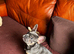 The cutest sweetest little pup kc reg needs a home