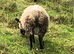 Registerable pedigree Shetland tup lamb rare colour/patterns BTV vaccinated