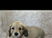 Mini long haired cream dachshund READY NOW