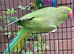 3 beautiful young Ringnecks (1 semi tame)