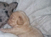 Beautiful Poogle Pups