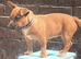 Short legged border russell