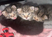 2 female kittens available