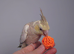 Hand reread silly tame DNA sexed baby cockatiels
