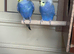 Lovely bonded pair